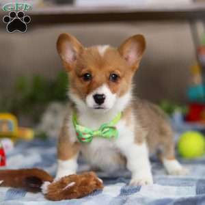 Duke, Pembroke Welsh Corgi Puppy